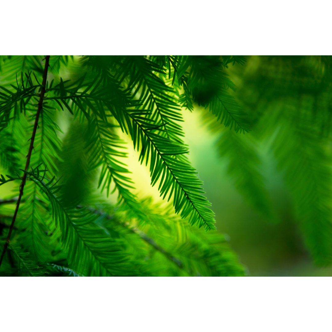 Branch Of The Canadian Pine by Charlyk - Wrapped Canvas Print