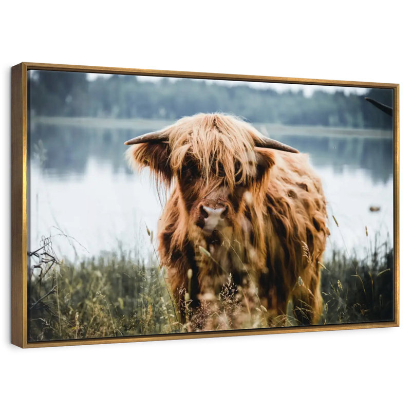 Vache Lakeside Highland, Cadre flottant doré, 13 po x 9 po