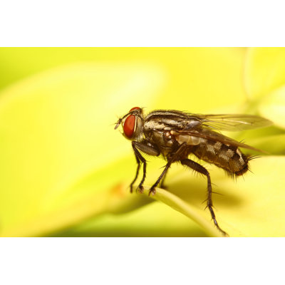 Petit insecte Emalee par Sarawuth123