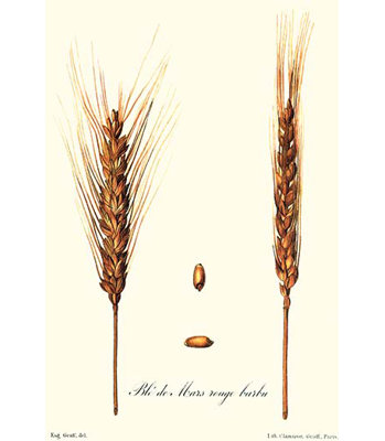 " Wheat "