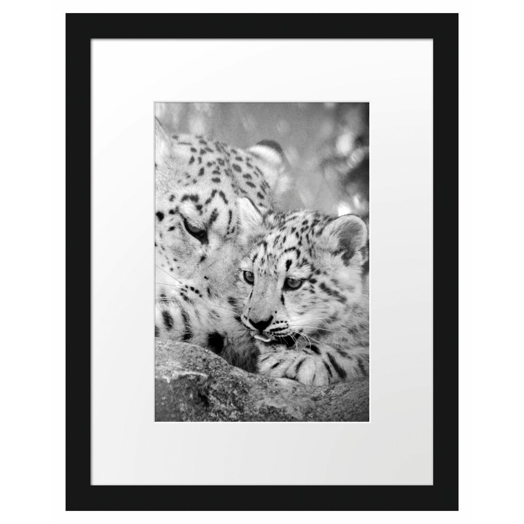 Gerahmtes Poster Leopard mit Jungtier