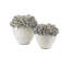 Vase Poppy Pod Crown-1570035609
