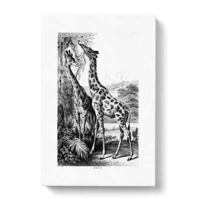 Two Giraffes by John Karst - Wrapped Canvas
