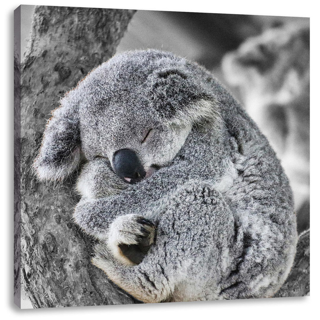 Leinwandbild Koala Sleeps Snuggled in Tree