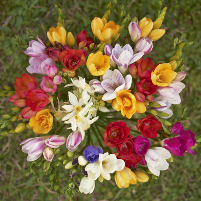 Famously Fragrant Colorful Mixed Freesia-30 Bulbs- Red, Yellow, White, Pink Flowers Attracts Butterflies, Bees & Hummingbirds