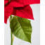 White Poinsettia 24”-644649063