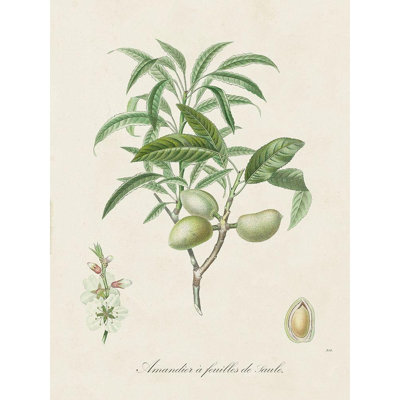  de Langlois Gallery Wrapped Canvas Art Titled: Antique Almond Botanical II