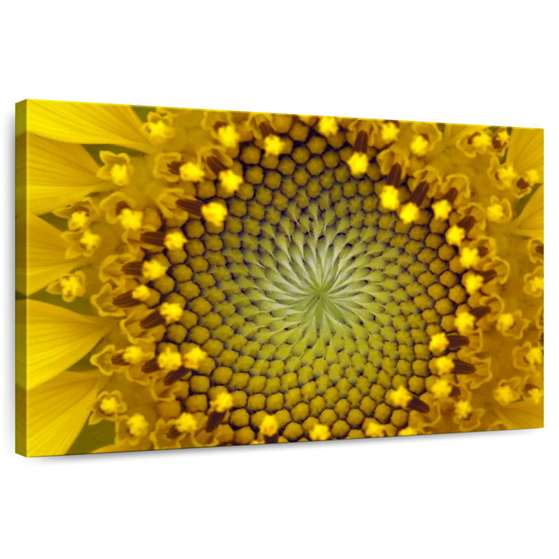 Harnek Symmetric Sunflower, 34" H x 51" W