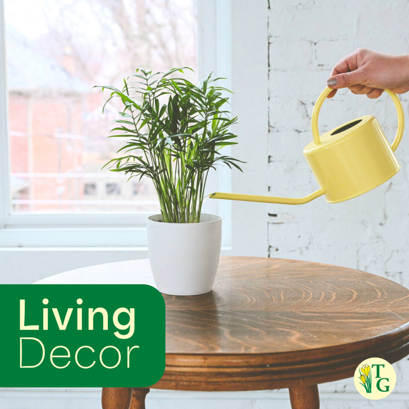 Live Parlor Palm Plant Set