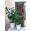 Planter