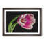 Pink Tulip - Single Picture Frame Print on MDF-56704910-56704911