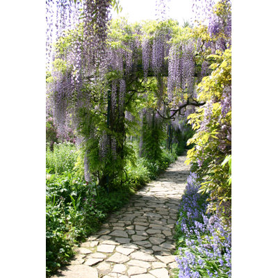 Wisteria 5 - Wrapped Canvas Print