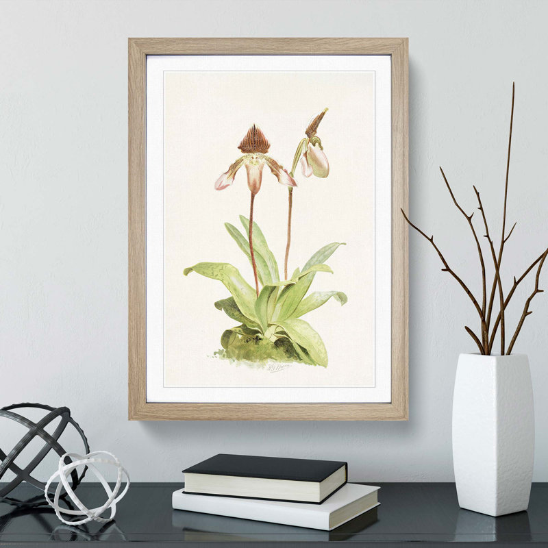 Magnolia Flowers Illustration Tab. 45 by Frederick Sander - Picture Frame Painting Print, 50cm H x 35cm W x 2cm D, Oak