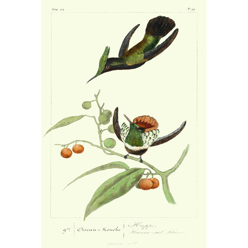 Lemaire Hummingbirds III, H 12 po x l 8 po