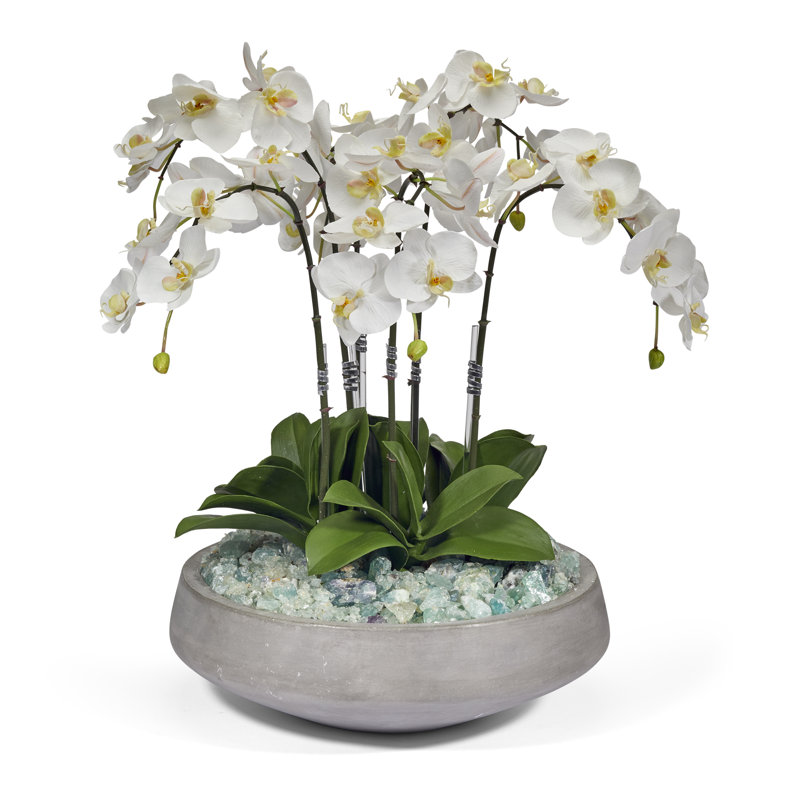 Orchids Floral Arrangement in Pot