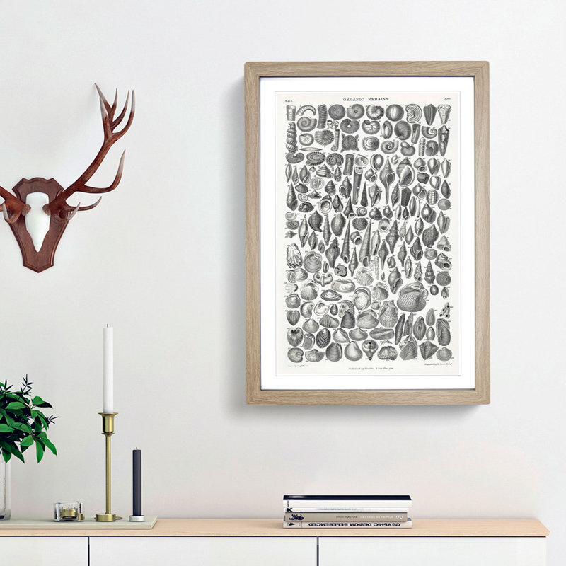 Study of Mollusc Shells LXVI by Oliver Goldsmith - Framed Print, 48cm H x 36cm W x 2cm D, Oak Framed
