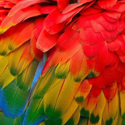 «Colleen Scarlet Macaw Feathers» par Panuriangjan - photographie sur toile tendue