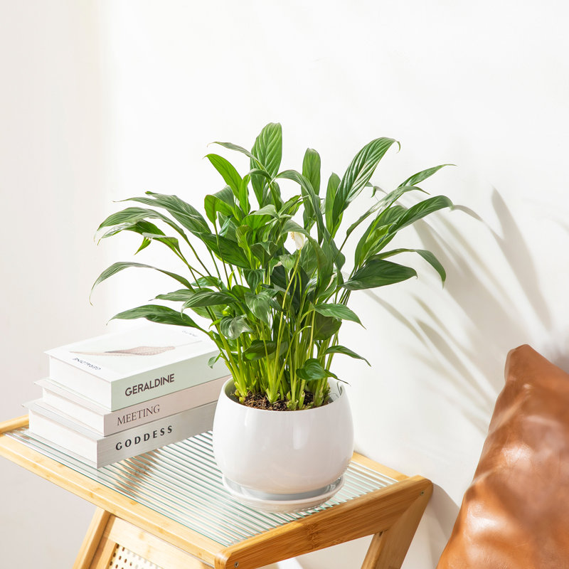 TYHPOT Ceramic Pot Planter, White