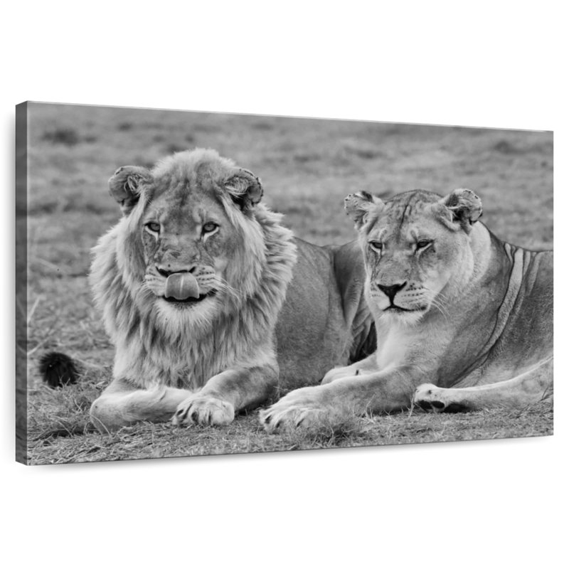 Brampt Lion Couple I, 34" H x 51" W