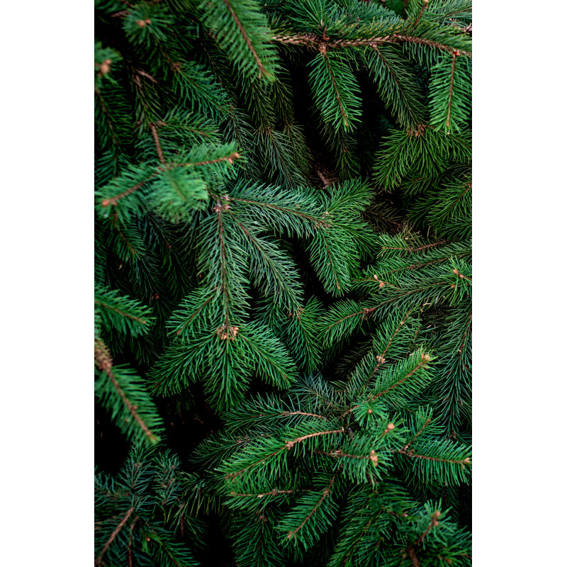Christmas Fir Tree Brunch by Zakharova_Natalia - Wrapped Canvas Print, 91cm H x 61cm W