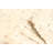 Sienna Tan Rug 5'0" x 7'10"