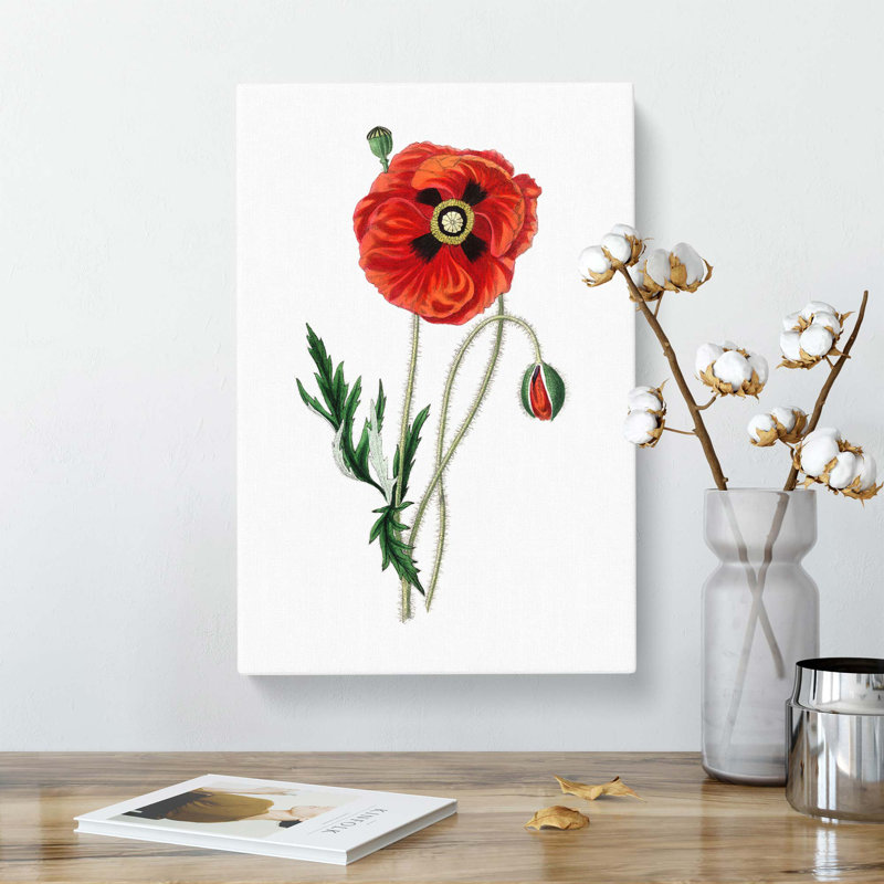 Common Poppy Illustration - Wrapped Canvas, 50 cm H x 35 cm W