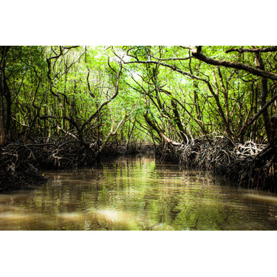 " Mangrove Tree " by Mariusz_Prusaczyk