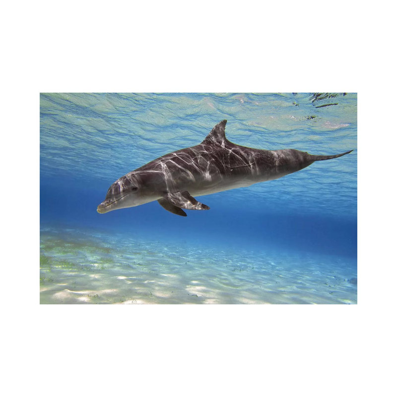 A Bottlenose Dolphin Swimming In The Barrier Reef, Grand Cayman by Amanda Nicholls - Wrapped Canvas Print