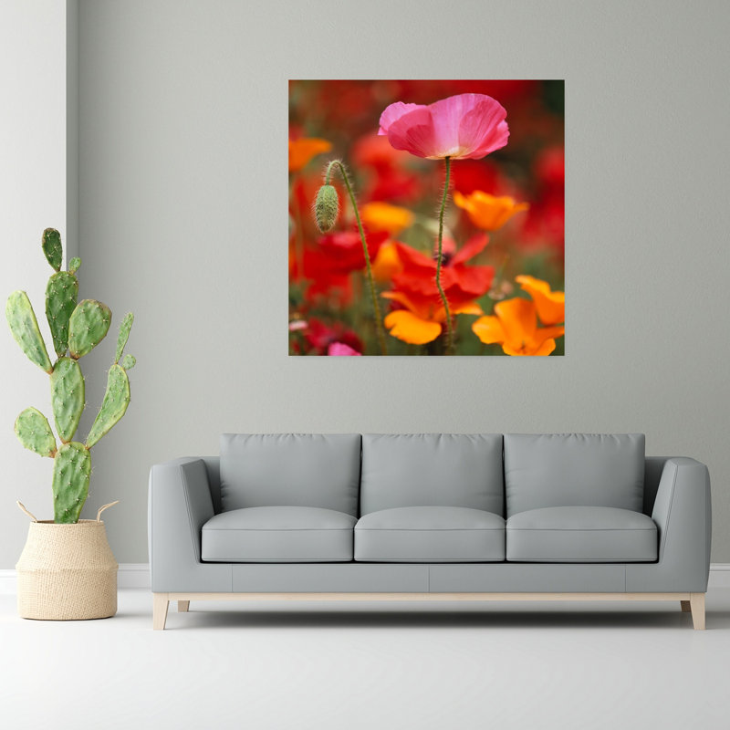 Iceland Poppies Papaver nudicaule in a field Fidalgo Island Washington State USA 1 Piece Wrapped Canvas Wall Art