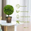 53 cm H Faux Boxwood Topiary Plant in Plastic Pot