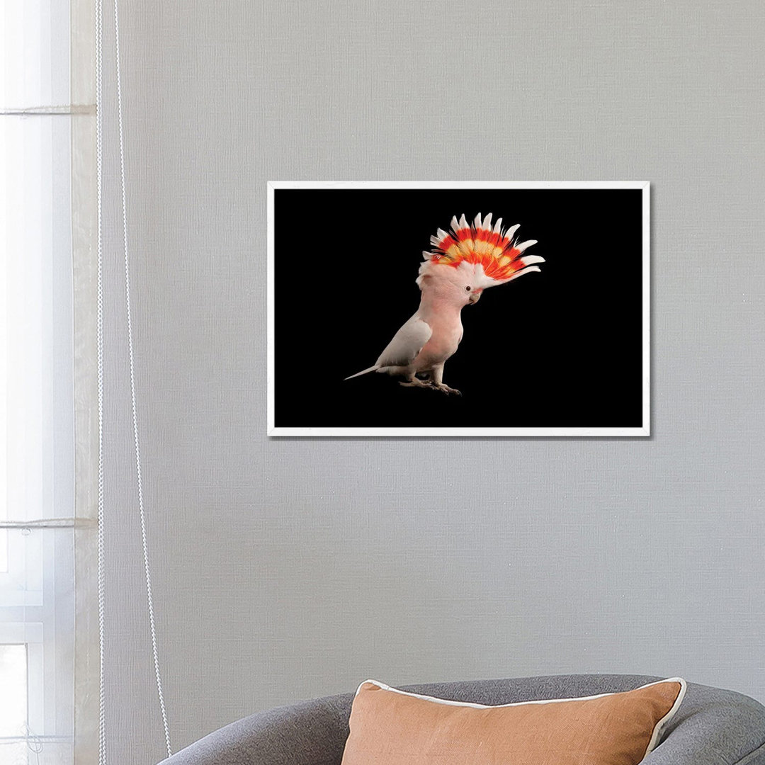 A Major Mitchell's Cockatoo At Parrots In Paradise von Joel Sartore - Gallery-Wrapped Canvas Giclée on Canvas