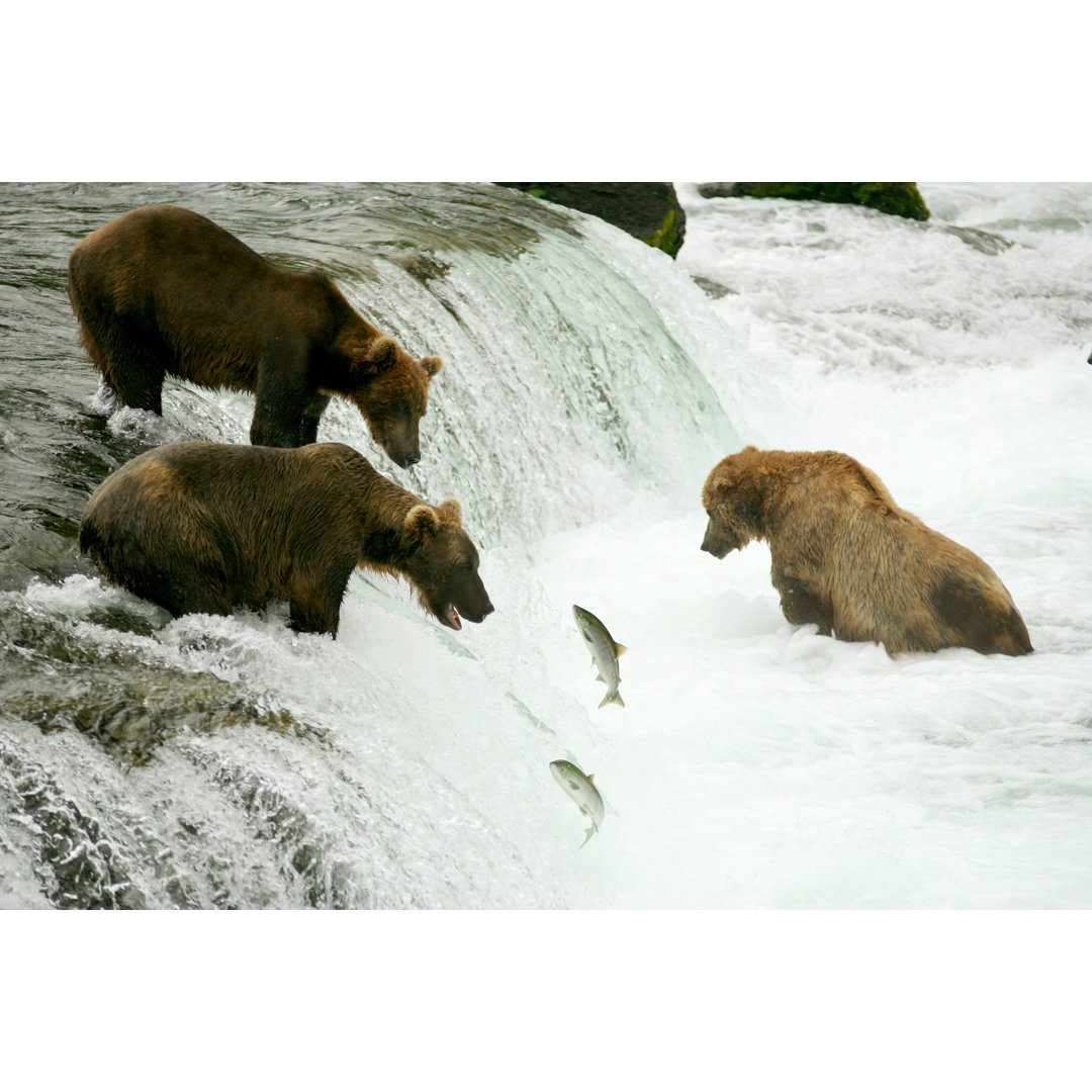 Leinwandbild Gruppe von Grizzlybären im Wasser und auf der Jagd nach Fischen von Oksanaphoto