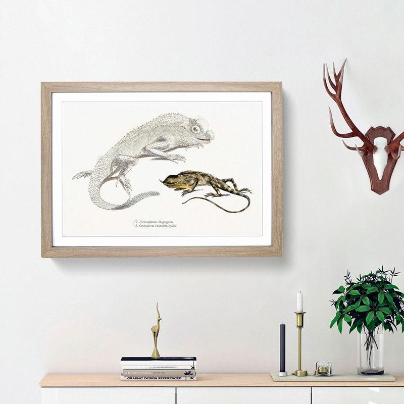 Lizard Illustrations by John Edward Gray - Framed Print, 36cm H x 48cm W x 2cm D, Oak Framed