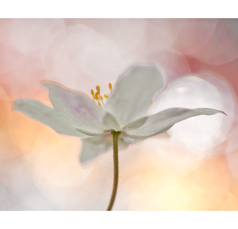 Wrapped Canvas Print, 50.8 cm H x 76.2 cm W