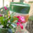 Viva Garden Reactive Cachepot-119182255-119182254
