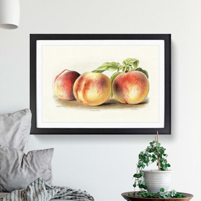 Vintage Illustration of Peaches - Picture Frame Painting Print