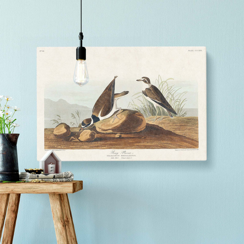 Ring Plover Birds by John Audubon - Wrapped Canvas Print, 40cm H x 60cm W x 3cm D