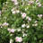 Bare Root Rose Earth Angel (3-Pack)
