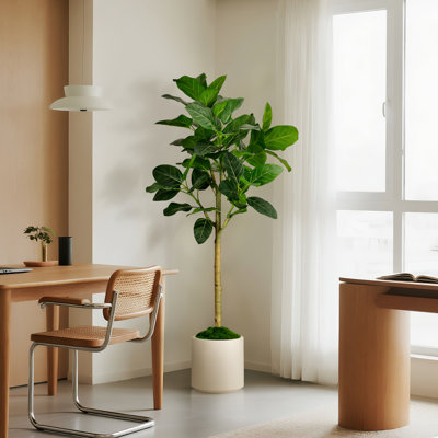 5 ft. Artificial Audrey Ficus Tree in White Decor Pot