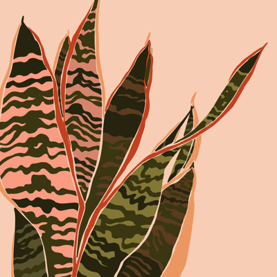 «Sansevieria Plant», impression sur toile tendue