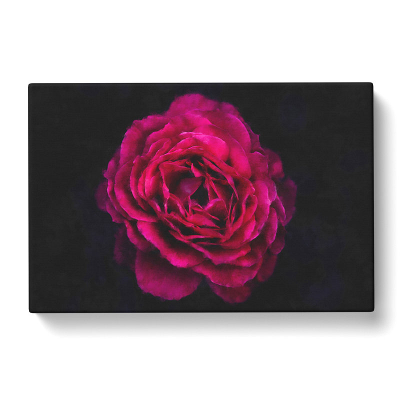 Fuscia Pink Carnation Painting - Wrapped Canvas, 35cm H x 50cm W x 3cm D