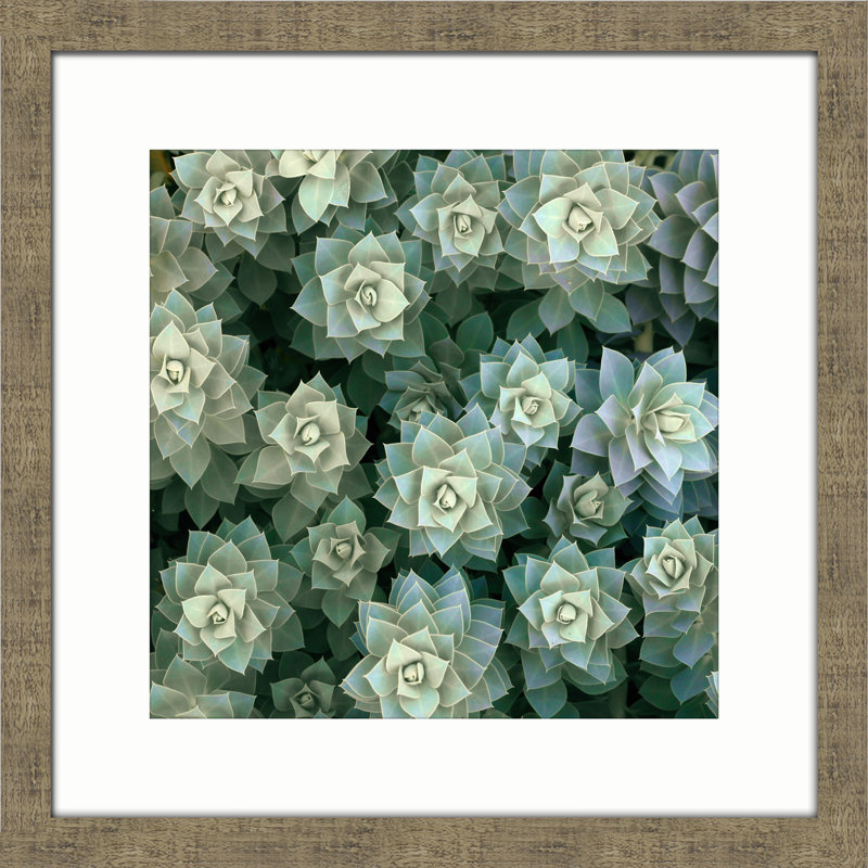 « désert fleuri ii », reproduction de photo encadrée