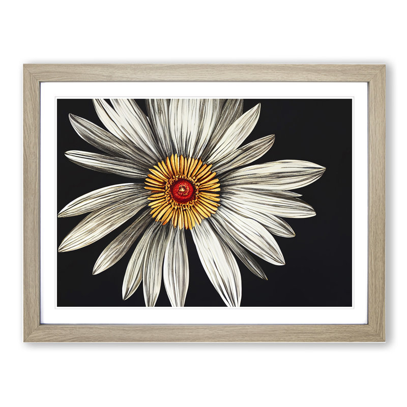 Flourishing Daisy Flower - Single Picture Frame Print, 46cm H x 64cm W x 2cm D, Oak