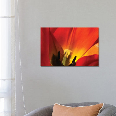 Macro Tulip by Brian Wolf - Wrapped Canvas Print