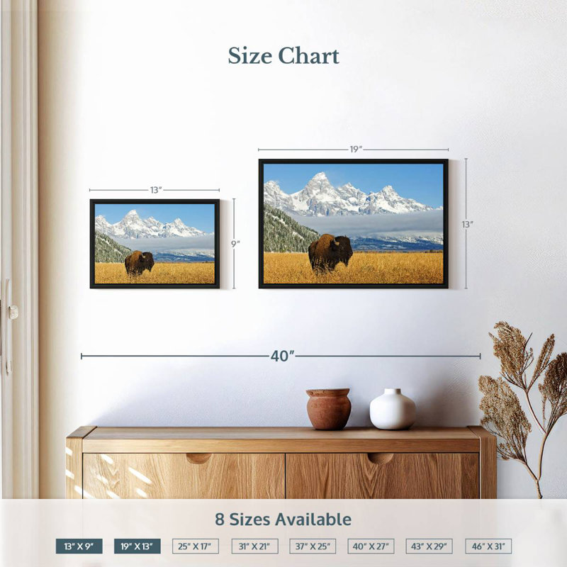 Grand Teton Bison Bull, 19 po x 13 po, Cadre flottant noir