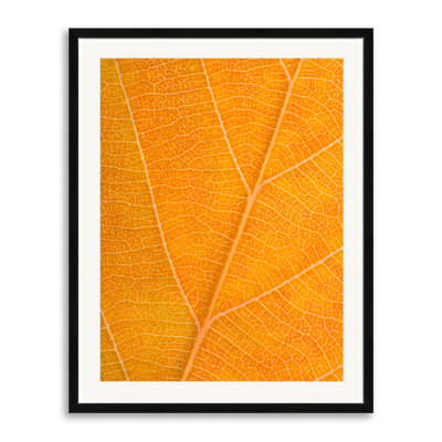 Philippe Monthoux  Autumn Leaf  by Philippe Monthoux