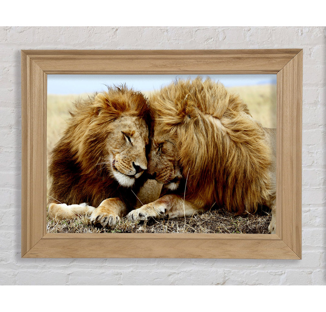 Lions Love Wild Cats Animals - Bilderrahmen Kunstdrucke