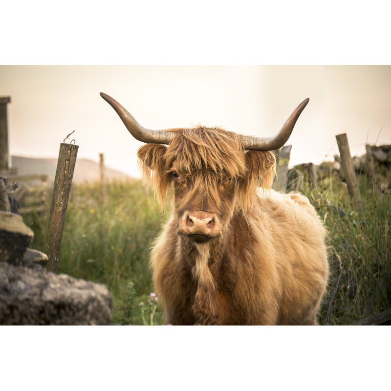Highland Cow - Photographie sur toile tendue, L 12 po x H 8 po