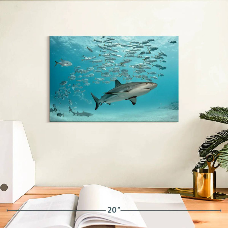 Poisson et requin des Caraïbes, H 8 po x l 12 po