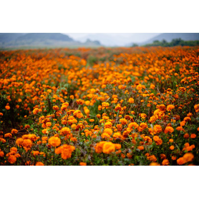 Marigold Field - Wrapped Canvas Print